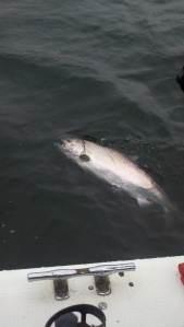 Seattle King salmon